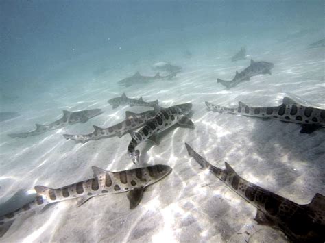 swim with leopard sharks la jolla